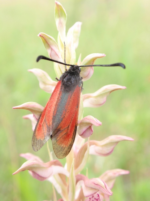 Due Zygaenidae da ID